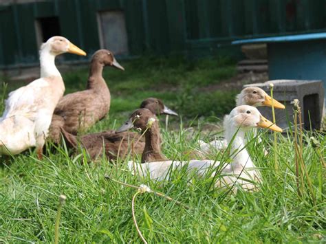 Activities in Spring 的图像结果