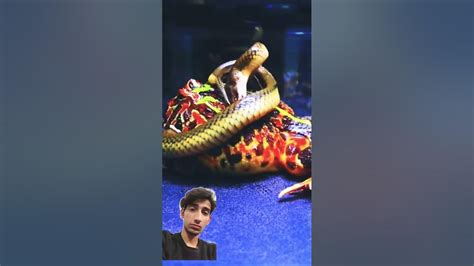 Image result for Python vs Frog