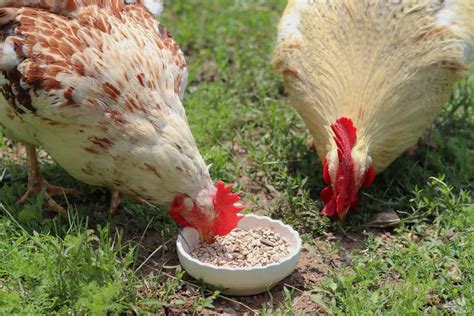 So, Can Chickens Eat Sunflower Seeds?