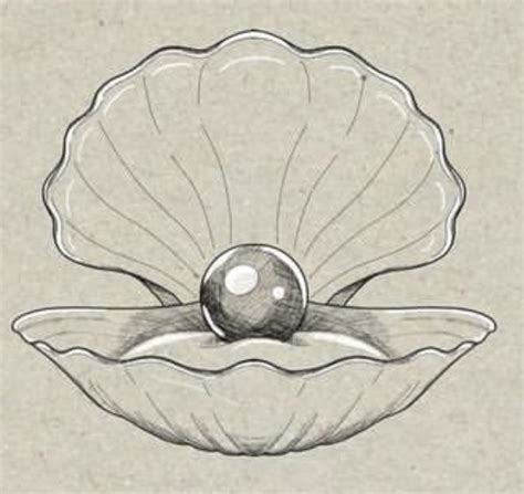 Image result for Conch Shell Drawing