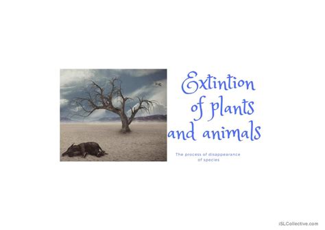 Environment Flashcard 的图像结果