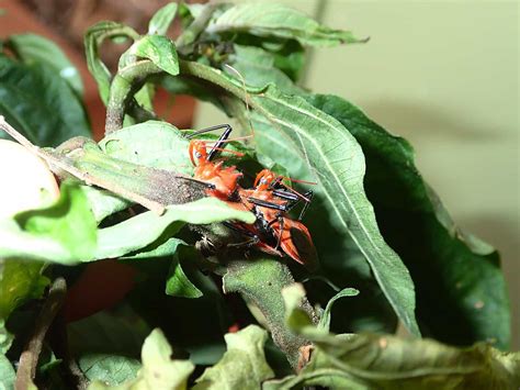 Image result for Alien Bug in Orange Tree