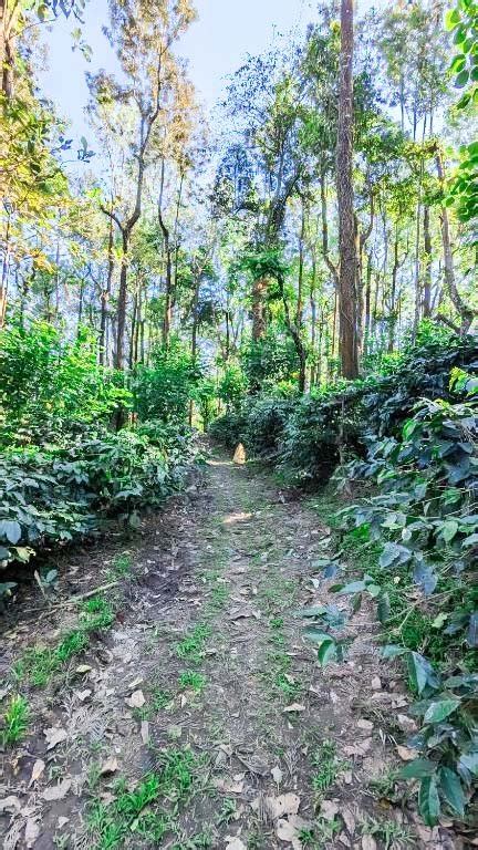 Ridge Homestay Chikmagalur - Resorts Chikmagalur