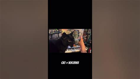 Image result for Cat Vocoder