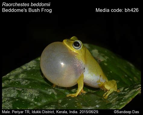 Raorchestes beddomii (Günther, 1876) - Beddome's Bush Frog | Amphibians