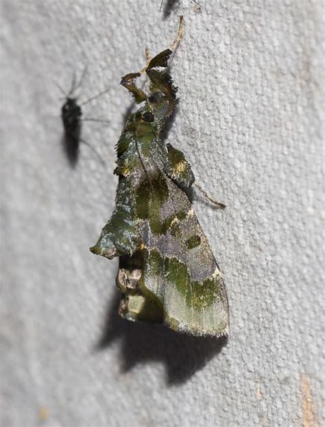 Sacada pyraliformis | Moths