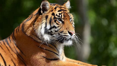 Download wallpaper 2560x1440 tiger, predator, legs, lie, face, big cat ...