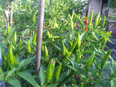 Vinca Art Green Chilli Seeds - Perennial Year Round Spicy Mirchi Sambar ...