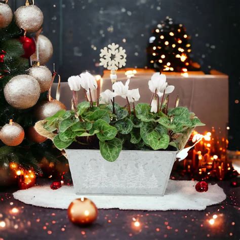 White Cyclamen Christmas Trough Festive Outdoor Planter Gift – Free ...