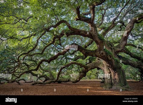 Image result for Example of Root of a Project