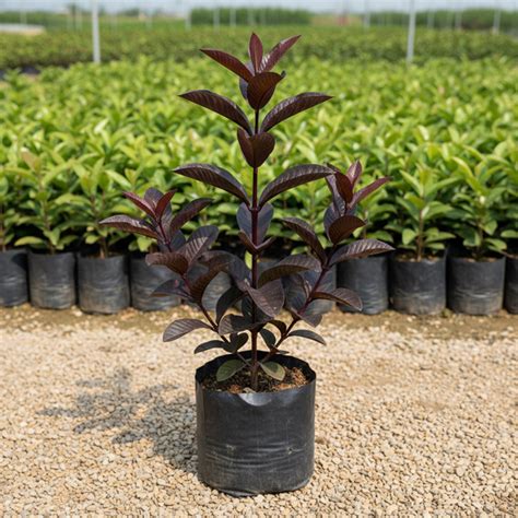 Black Diamond Guava Grafted Tree – Deep Red Flesh, Sweet-Tart Flavor ...