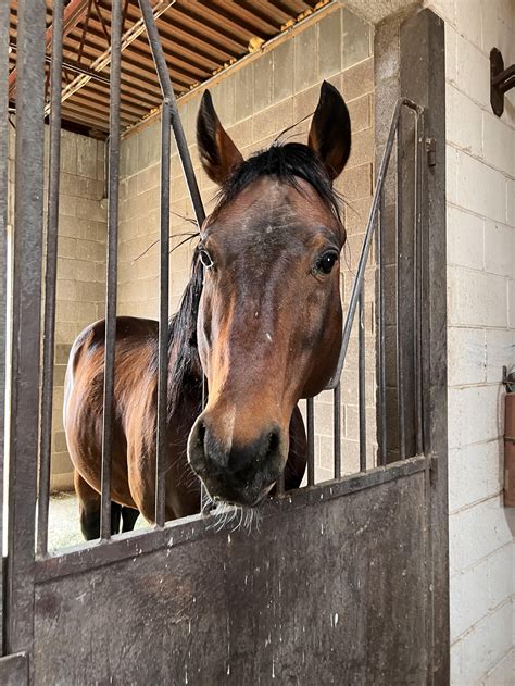 Reminic — Timber Creek Veterinary Hospital