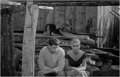 cat_observation – சொல்வனம் | இதழ் 348 | 10 ஆக 2025