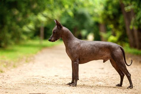 Xoloitzcuintli Dog: Traits, Care & Breed Guide