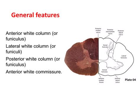 ASCENDING TRACT1.pptx