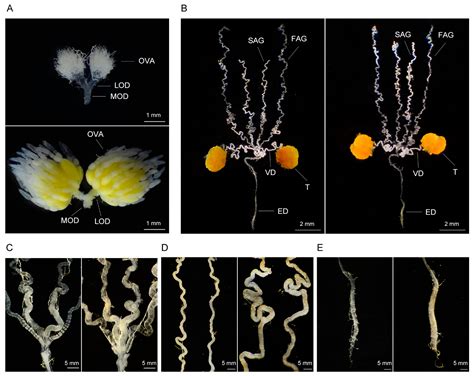 Image result for Insect Sexual Reproduction
