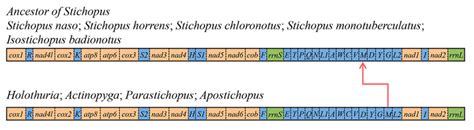 The Complete Mitochondrial Genome of Stichopus naso (Aspidochirotida ...