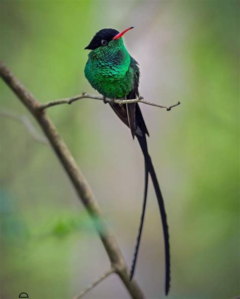 Red-billed Streamertail, Jamaica’s national bird and one of its most ...