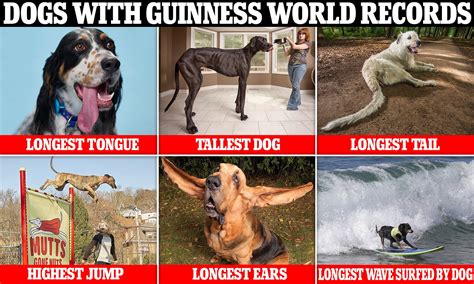 What Is The World Record For Heaviest Dog
