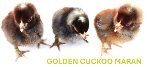 Cuckoo Maran Chicken Murray McMurray Hatchery Cuckoo Marans