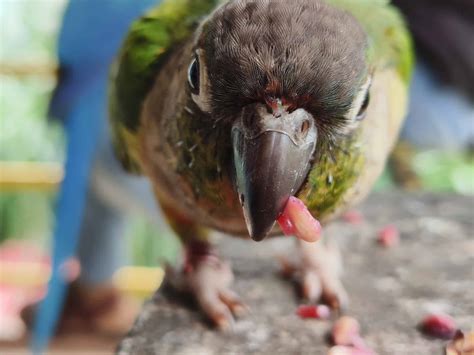 Image result for Conure Parrot Types