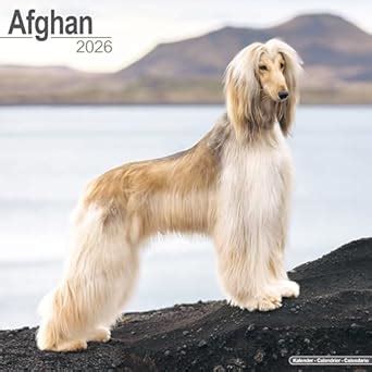 Afghan Calendar 2026 Square Dog Breed Wall Calendar - 16 Month : Amazon ...