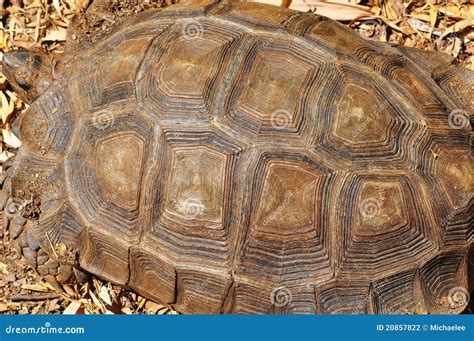 Image result for Turtle Animal Shell