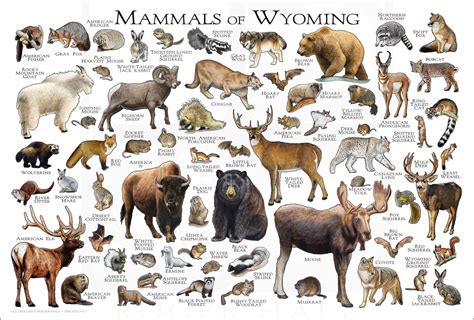 Mammals of Wyoming Poster Print / Wyoming Mammals Field Guide - Etsy