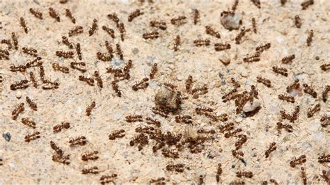 Tawny Ants: Habitat, Behavior, and Interesting Facts