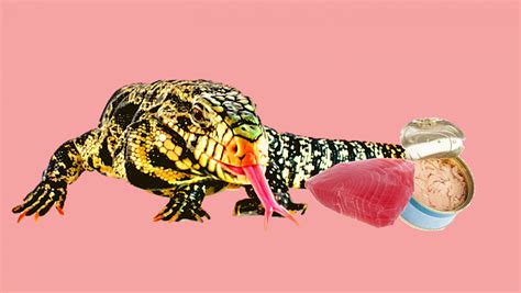 Can tegus eat tuna? - Pets With Scales