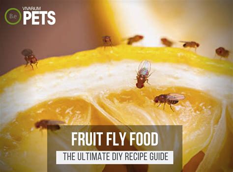 What Do Fruit Flies Eat? + A Fun DIY Fruit Fly Food Recipe!