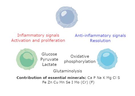 Essential Minerals and Metabolic Adaptation of Immune Cells