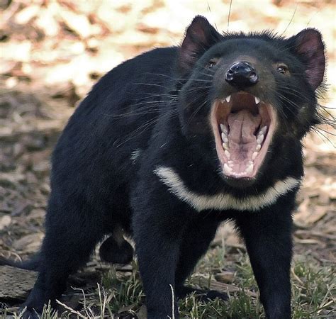 Tasmanian Devils and Devil Facial Tumor Disease (DFTD) - HubPages