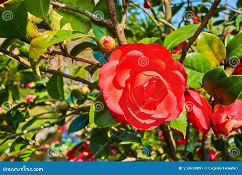 The Flowers of Camellia, Camellia Park, Locarno, Switzerland Stock ...