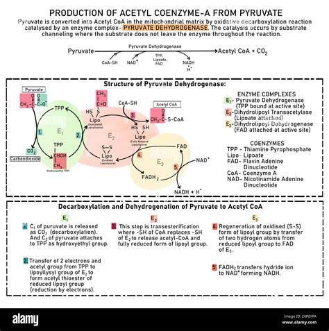 Image result for Pyruvate Dehydrogenase Complex PDHA1