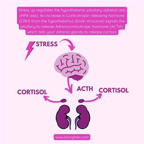 Cortisol