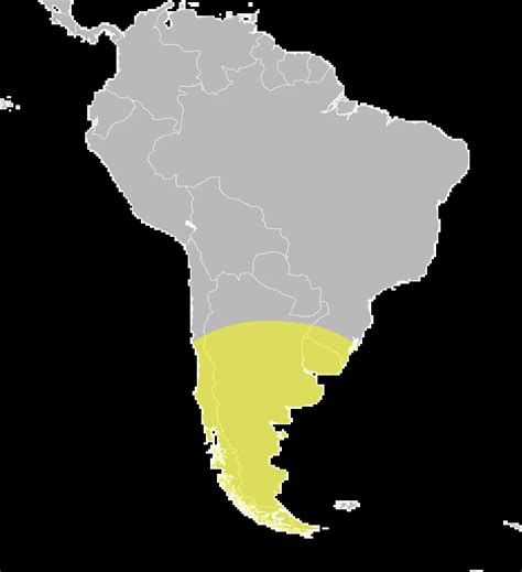 Argentinische Ruderente - Fakten, Ernährung, Lebensraum & Bilder auf Animalia.bio