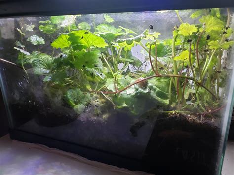 Pet Snail Tank 的图像结果