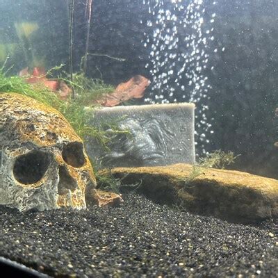 Image result for Horror Chess Set