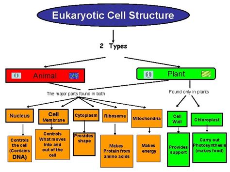 Cellular Structure Examples 的图像结果