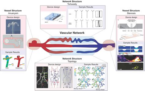 Image result for Multi Dynamic Vena Modeling