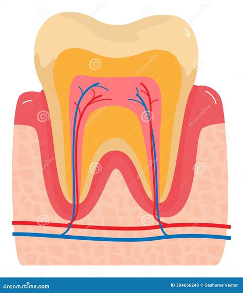 Image result for Tooth Structures