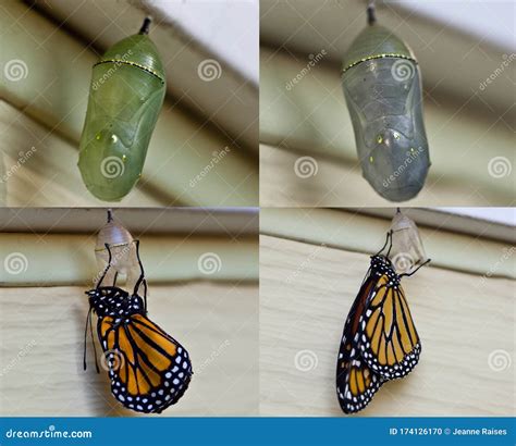 Monarch Butterfly Chrysalis Stages