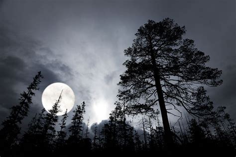 圆月和树林 图片素材下载-自然风景-自然景观-图片素材 - 集图网 www.jituwang.com | World environment ...