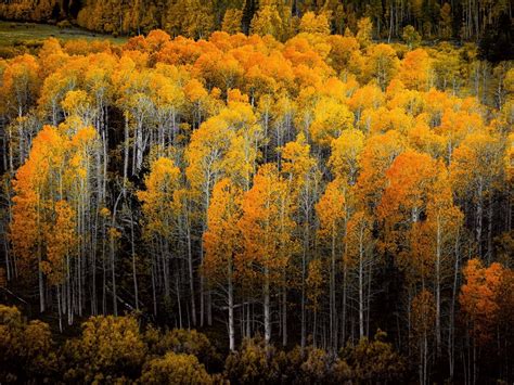 Fall Nature 的图像结果