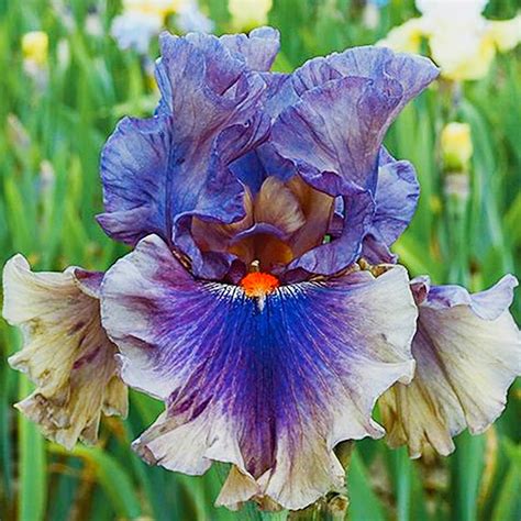 Rich Colors (Iris) Professional, Pos to Grow, Perennial Bearded Iris ...