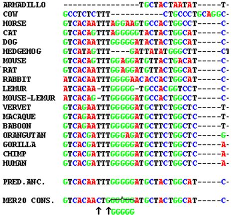 Image result for Program a Gene Intellicode