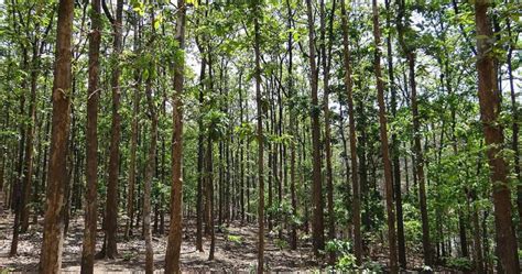 Climate Mitigation: Research Shows Native Forests More Beneficial Than ...