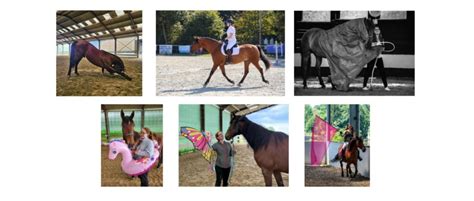 Stage découverte de lEquifeel avec Eléonore Verstraelen - Equitation ...