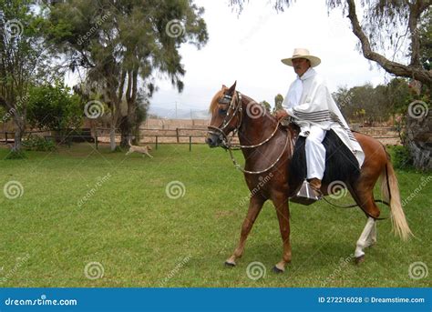 PERU Peruvian Paso Horses Being Ridden by Men in Traditional Clothing ...